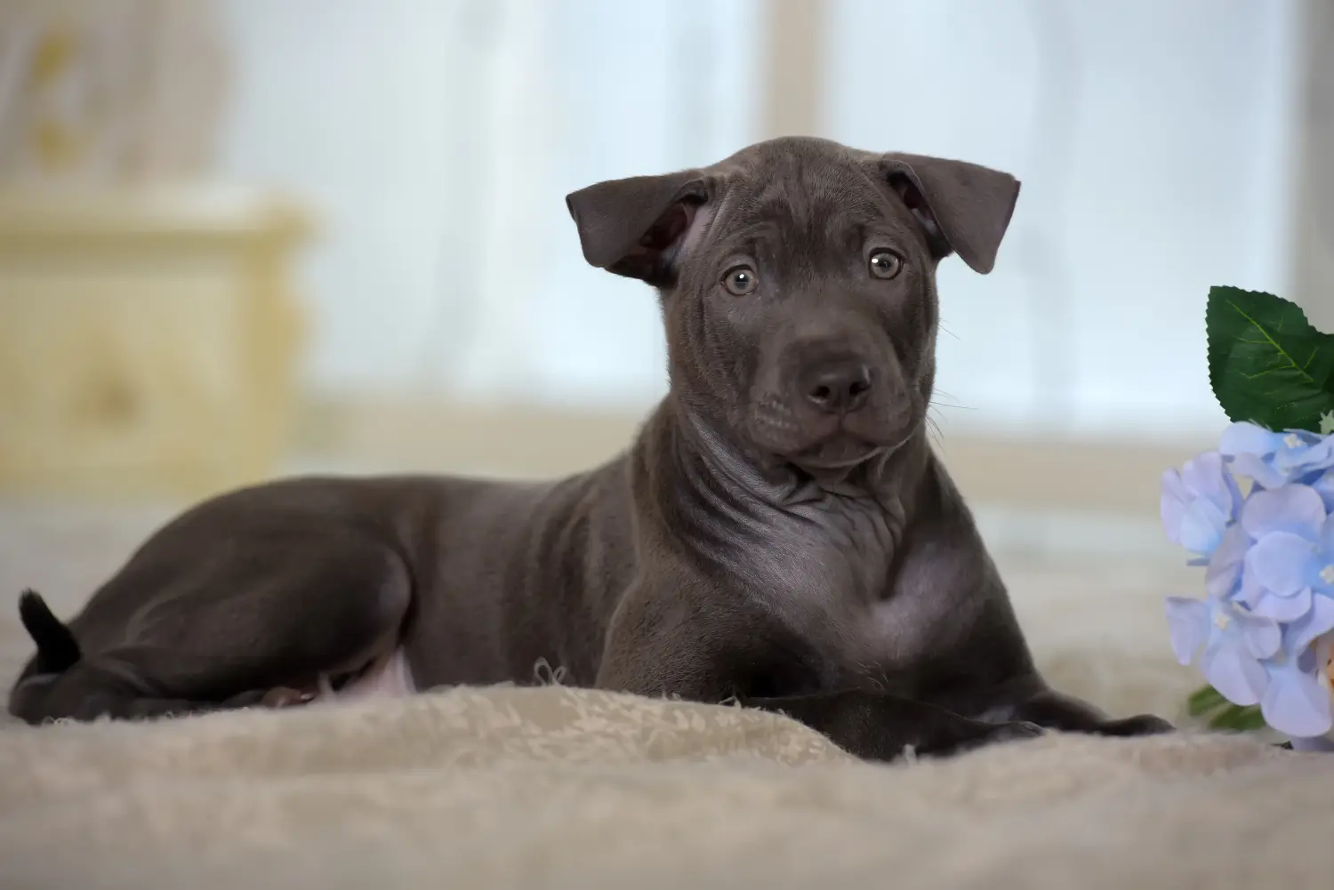 Buying a Thai Ridgeback puppy means taking responsibility! Buy Thai Ridgeback puppies.