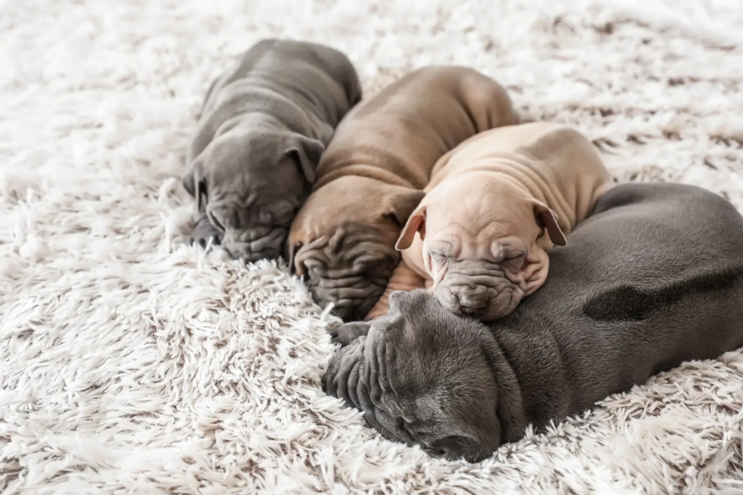 Buying a Thai Ridgeback puppy means taking responsibility! Buy Thai Ridgeback puppies.