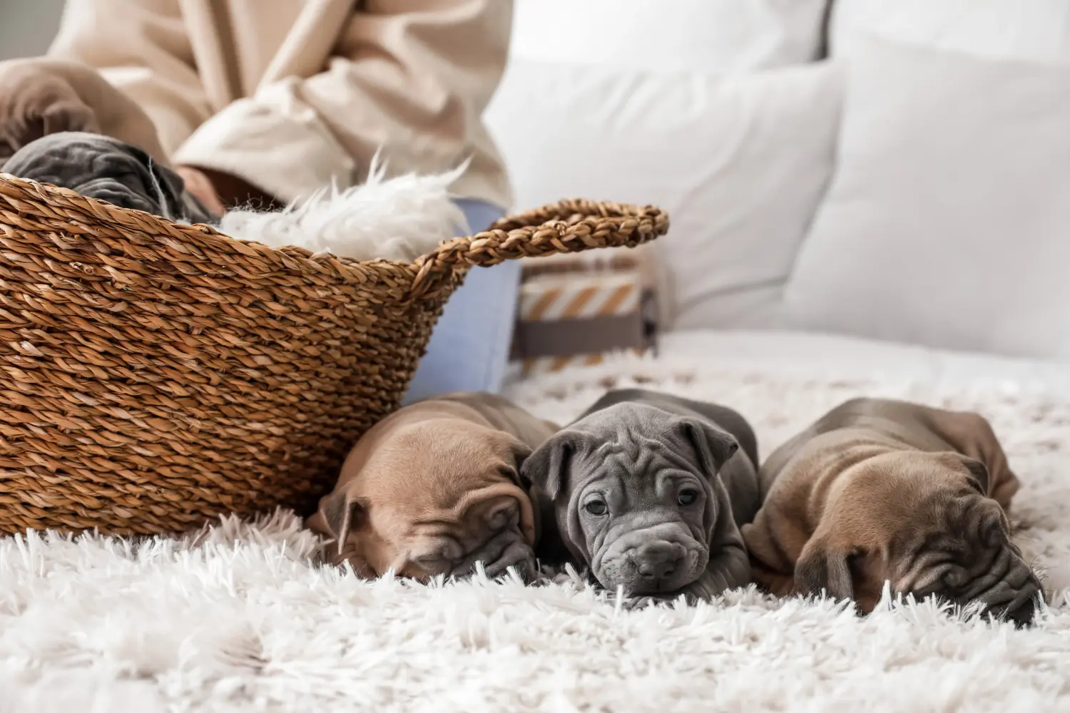 Buying a Thai Ridgeback puppy means taking responsibility! Buy Thai Ridgeback puppies.
