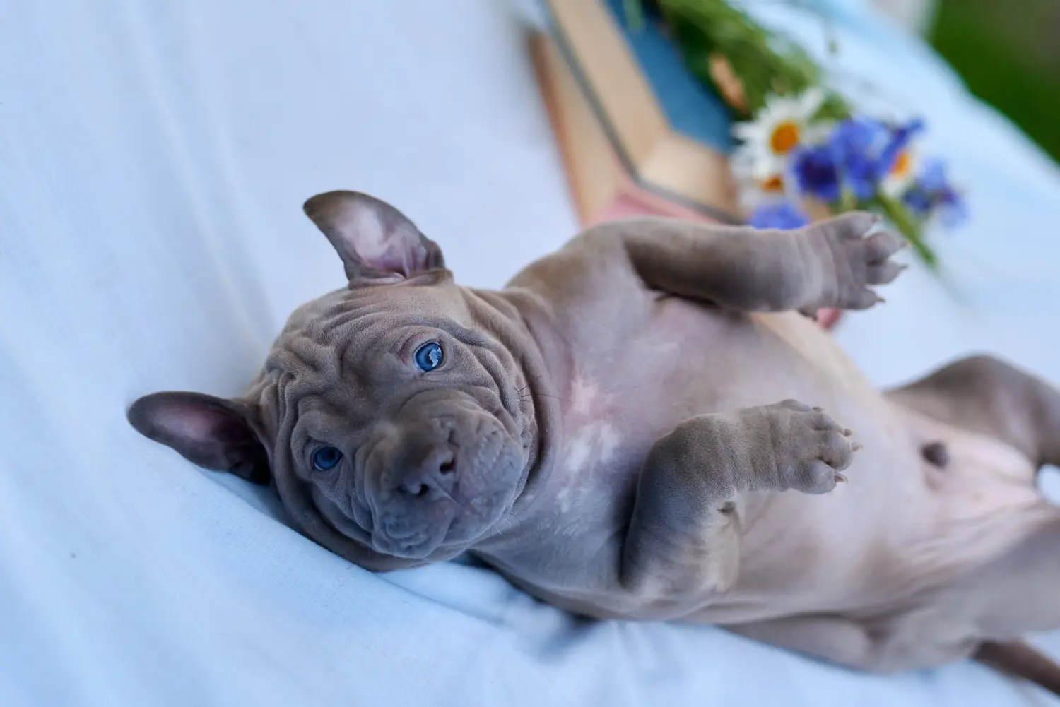Buying a Thai Ridgeback puppy means taking responsibility! Buy Thai Ridgeback puppies.