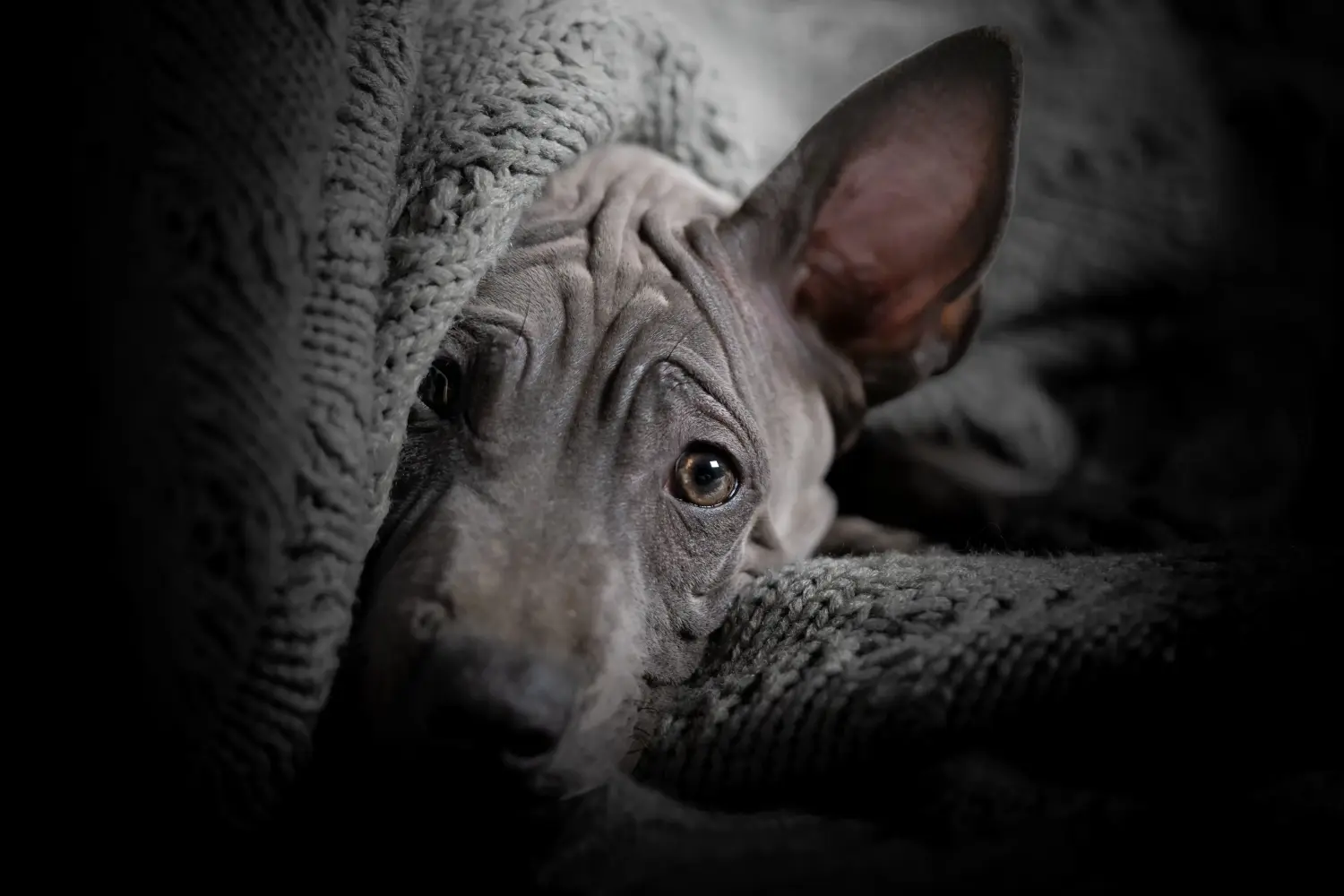 Buying a Thai Ridgeback puppy means taking responsibility! Buy Thai Ridgeback puppies.
