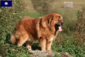 Read more about the article Tibetan Mastiff breeders and puppies in Kentucky