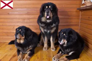 Read more about the article Tibetan Mastiff Breeder and Puppies in Alabama