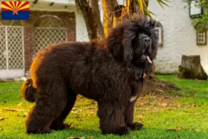Read more about the article Tibetan Mastiff breeders and puppies in Arizona