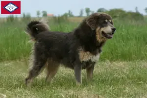Read more about the article Tibetan Mastiff breeders and puppies in Arkansas