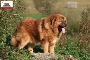 Read more about the article Tibetan Dog breeder and puppies in California