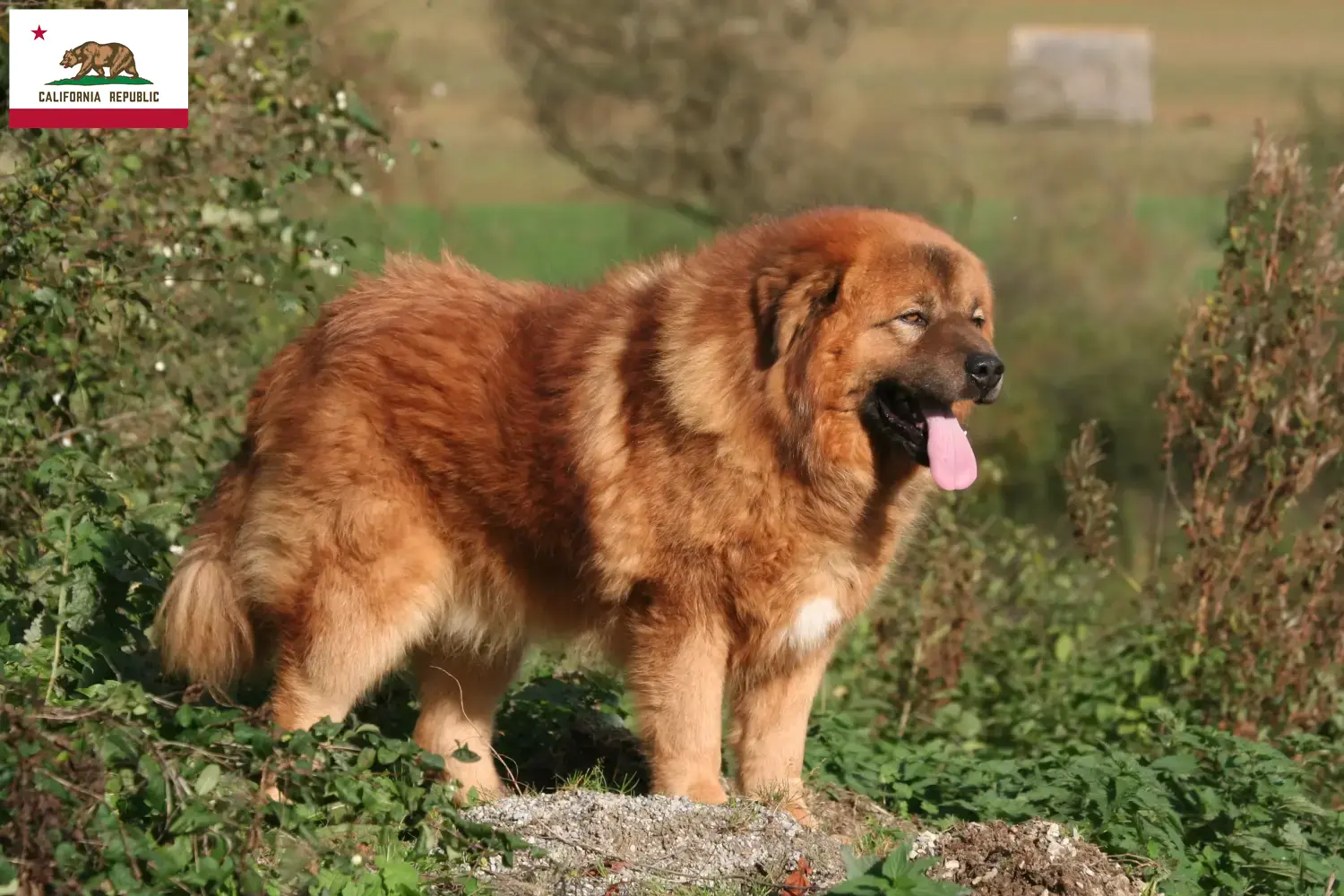Tibetan Mastiff puppies and breeder California Find Tibetan Mastiff breeders in California.