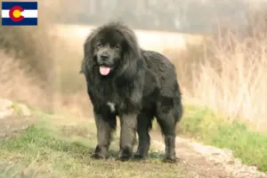 Read more about the article Tibetan Mastiff breeders and puppies in Colorado