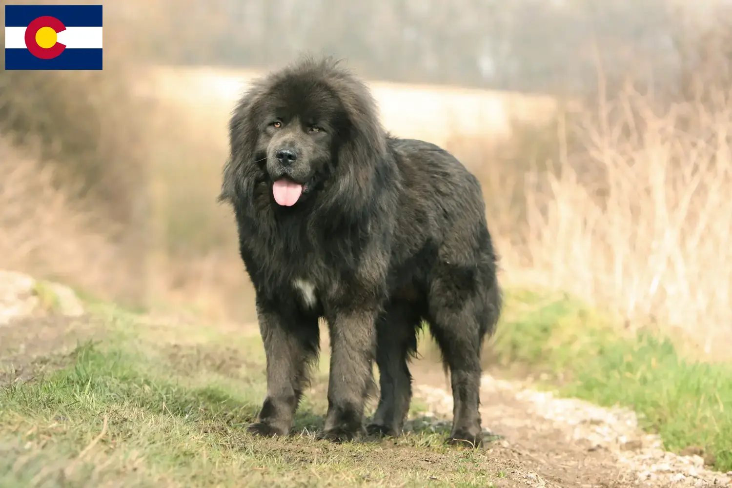 Tibetan Mastiff puppies and breeder Colorado Find Tibetan Mastiff breeders in Colorado.