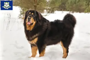 Read more about the article Tibetan Mastiff breeders and puppies in Connecticut