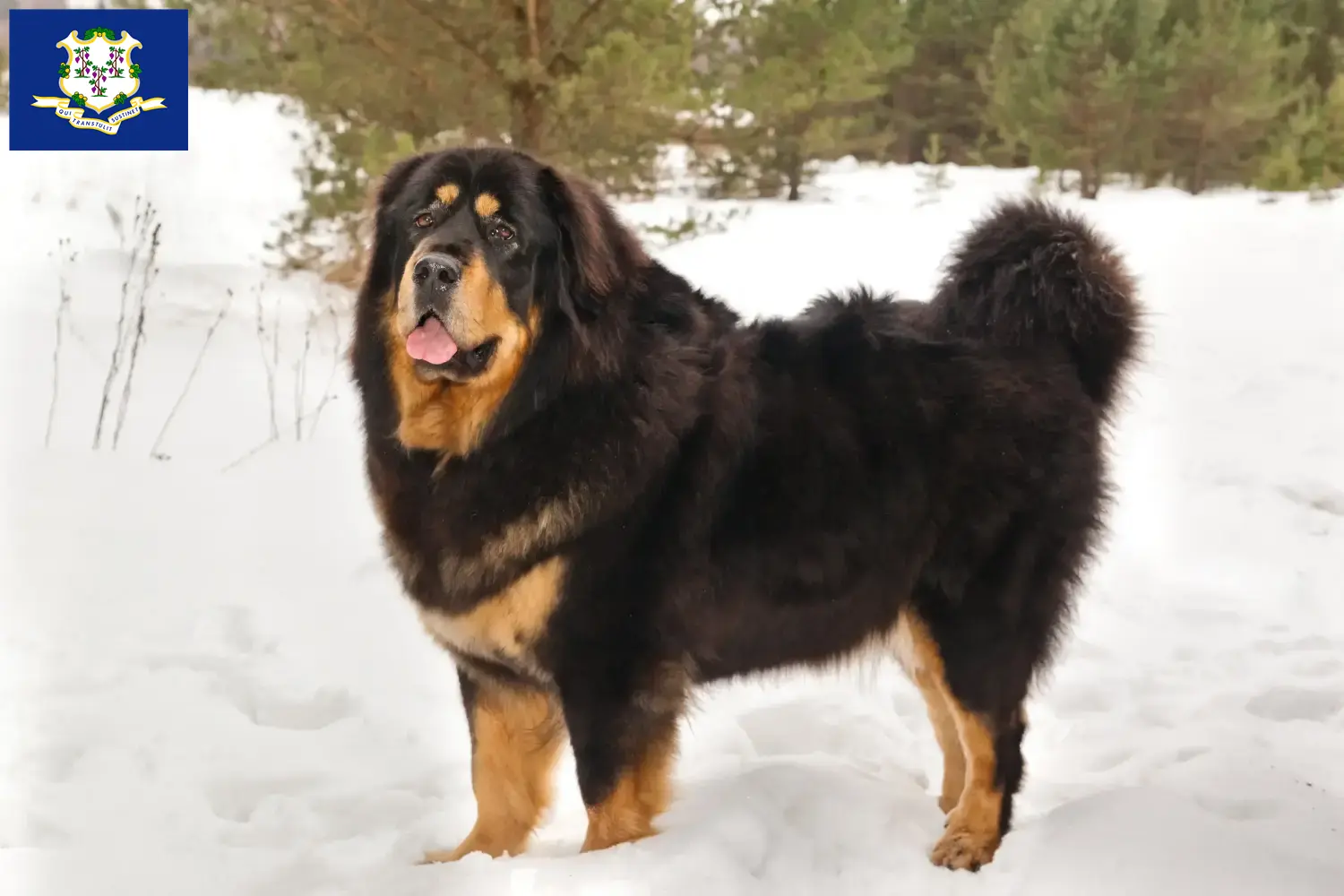 Tibetan Mastiff puppies and breeders Connecticut Find Tibetan Mastiff breeders in Connecticut.