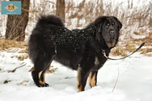 Read more about the article Tibetan Mastiff breeders and puppies in Delaware