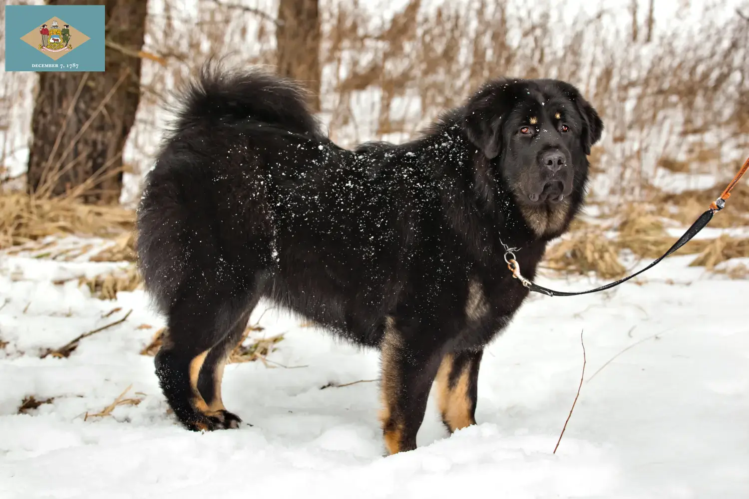 Tibetan Mastiff puppies and breeder Delaware Find Tibetan Mastiff breeders in Delaware.