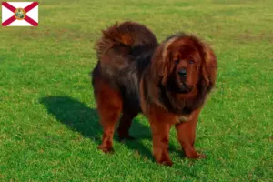 Read more about the article Tibetan Dog breeder and puppies in Florida
