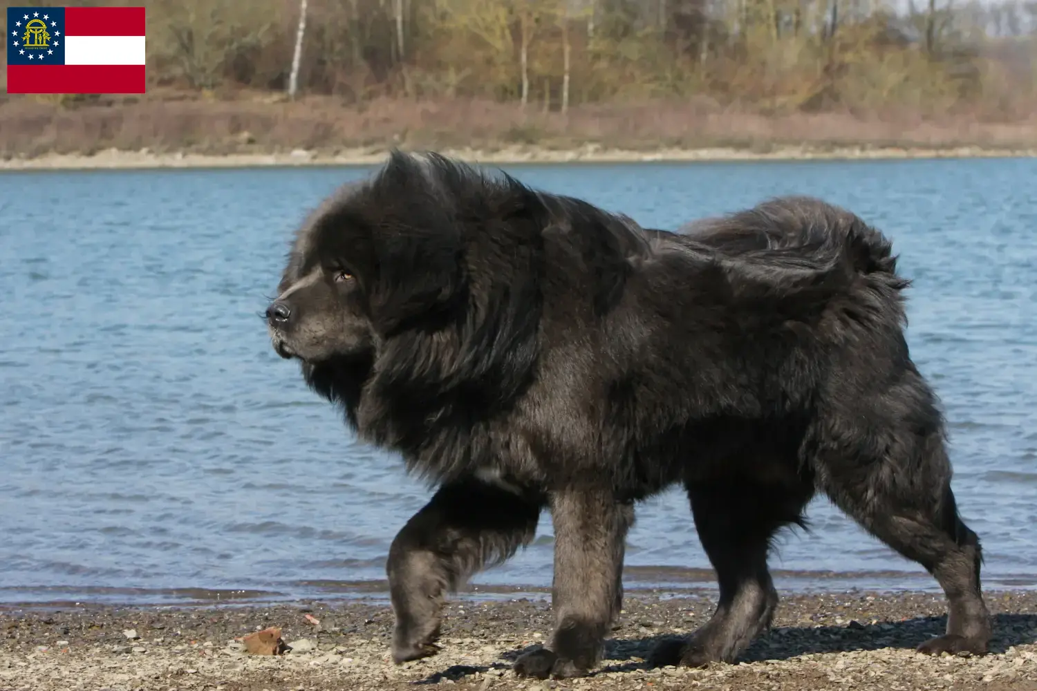 Tibetan Mastiff puppies and breeder Georgia Find Tibetan Mastiff breeders in Georgia.