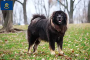Read more about the article Tibetan Mastiff breeders and puppies in Idaho