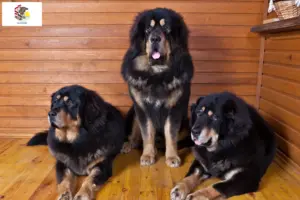 Read more about the article Tibetan Mastiff breeders and puppies in Illinois