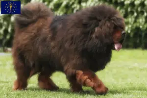 Read more about the article Tibetan Mastiff breeders and puppies in Indiana