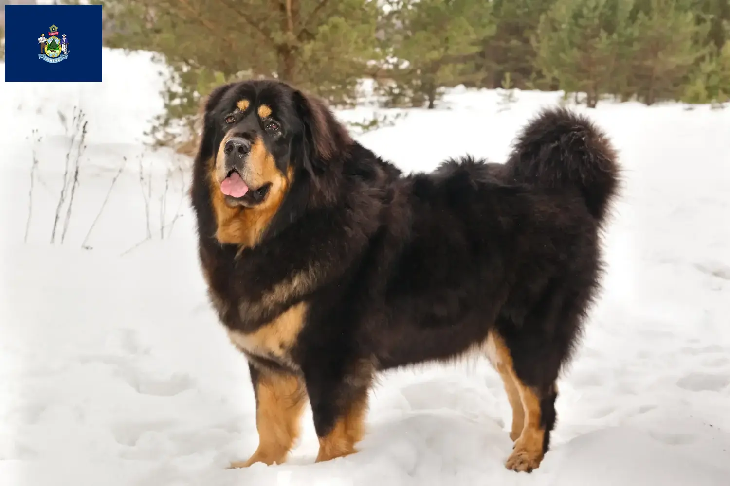 Tibetan Mastiff puppies and breeder Maine Find Tibetan Mastiff breeders in Maine.