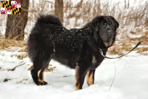 Read more about the article Tibetan Mastiff Breeder and Puppies in Maryland