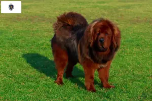 Read more about the article Tibetan Mastiff breeders and puppies in Massachusetts