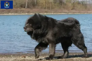 Read more about the article Tibetan Mastiff breeders and puppies in Michigan