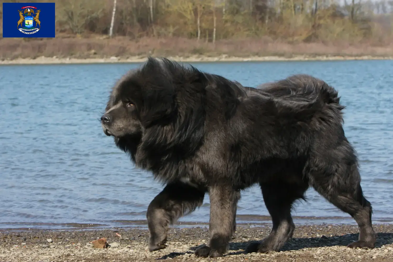 Tibetan Mastiff puppies and breeder Michigan Find Tibetan Mastiff breeders in Michigan.