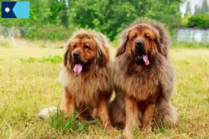 Read more about the article Tibetan Mastiff breeders and puppies in Minnesota