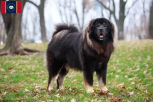 Read more about the article Tibetan Mastiff breeders and puppies in Mississippi