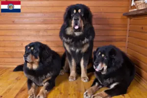 Read more about the article Tibetan Mastiff breeders and puppies in Missouri