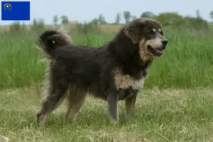Read more about the article Tibetan Mastiff Breeder and Puppies in Nevada