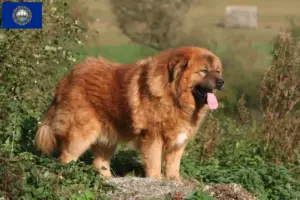 Read more about the article Tibetan Mastiff Breeder and Puppies in New Hampshire