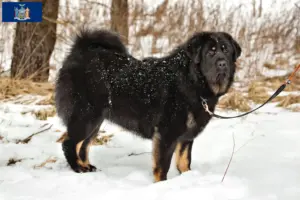 Read more about the article Tibetan Dog breeder and puppies in New York