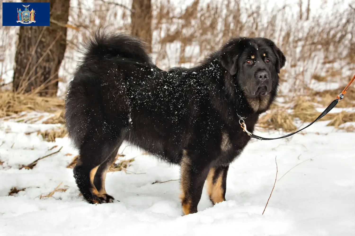 Tibetan Mastiff puppies and breeder New York Find Tibetan Mastiff breeders in New York here.