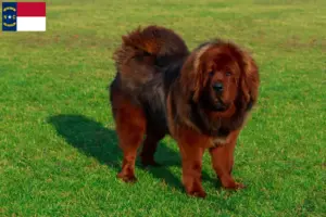 Read more about the article Tibetan Mastiff breeders and puppies in North Carolina