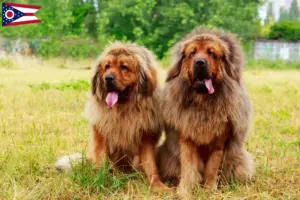 Read more about the article Tibetan Mastiff breeders and puppies in Ohio