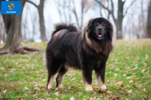 Read more about the article Tibetan Mastiff breeders and puppies in Oklahoma