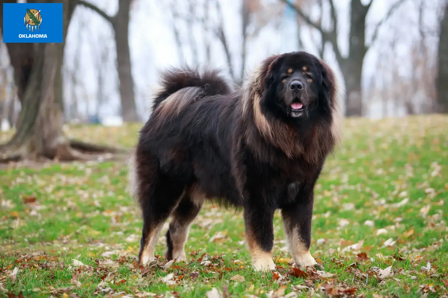 Tibetan Mastiff puppies and breeder Oklahoma Find Tibetan Mastiff breeders in Oklahoma.
