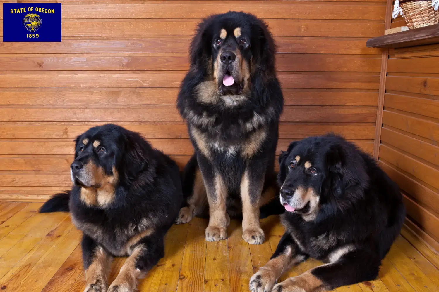 Read more about the article Tibetan Mastiff breeders and puppies in Oregon