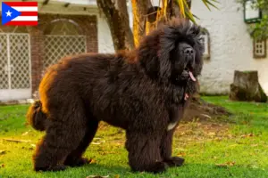 Read more about the article Tibetan Mastiff breeders and puppies in Puerto Rico