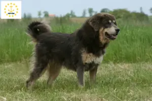 Read more about the article Tibetan Mastiff Breeder and Puppies in Rhode Island