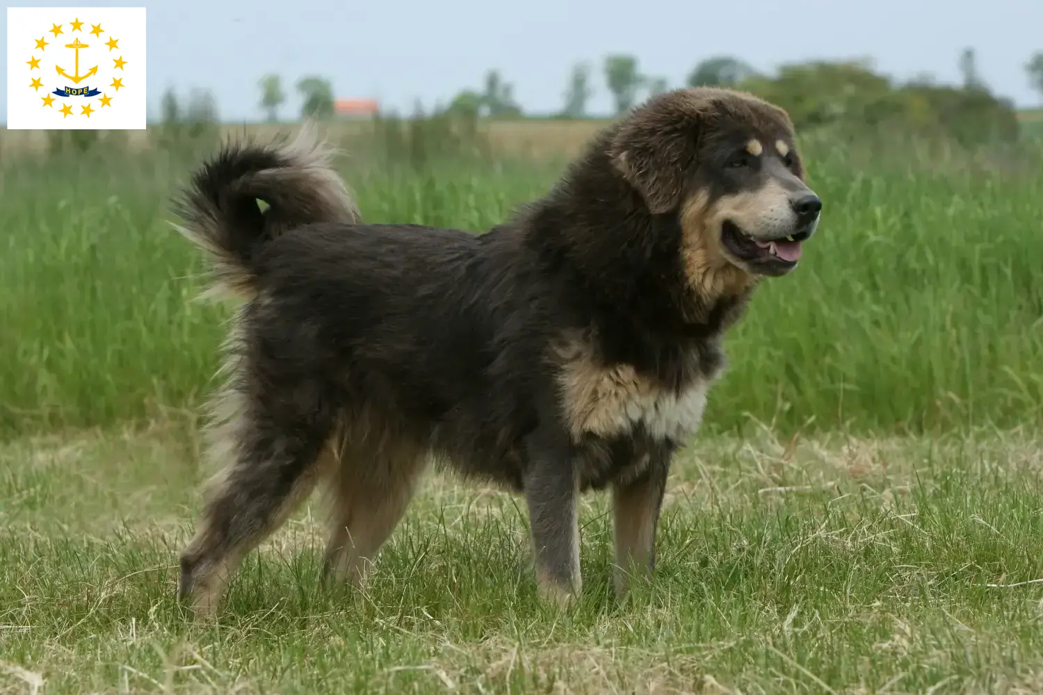 Tibetan Mastiff puppies and breeders Rhode Island Find Tibetan Mastiff breeders in Rhode Island.