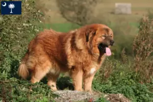 Read more about the article Tibetan Mastiff breeders and puppies in South Carolina