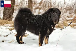 Read more about the article Tibetan Mastiff breeders and puppies in Texas