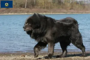 Read more about the article Tibetan Mastiff breeders and puppies in Vermont