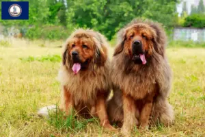 Read more about the article Tibetan Mastiff Breeder and Puppies in Virginia