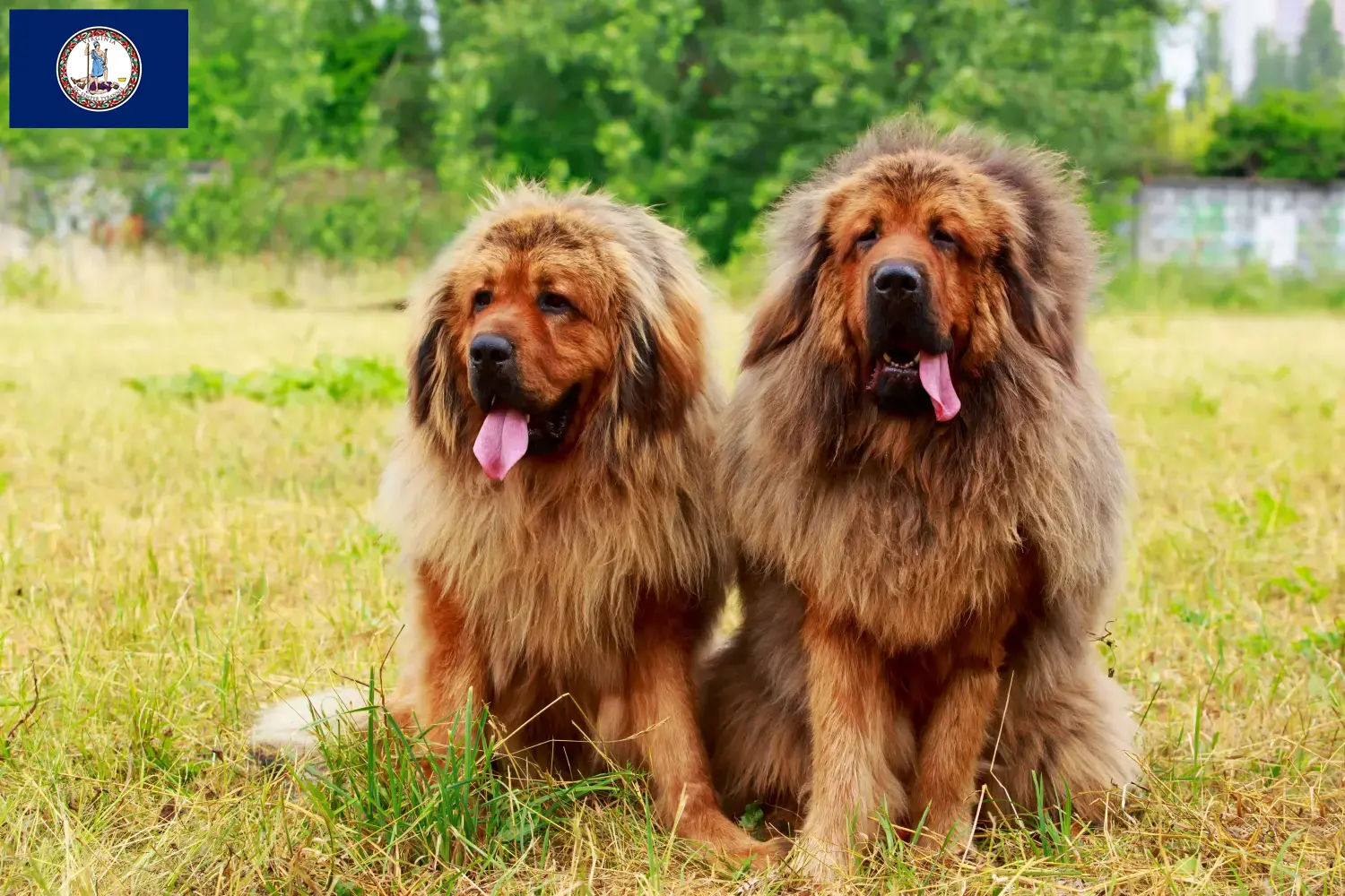 Tibetan Mastiff puppies and breeder Virginia Find Tibetan Mastiff breeders in Virginia.