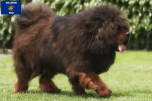 Read more about the article Tibetan Mastiff breeders and puppies in Wisconsin