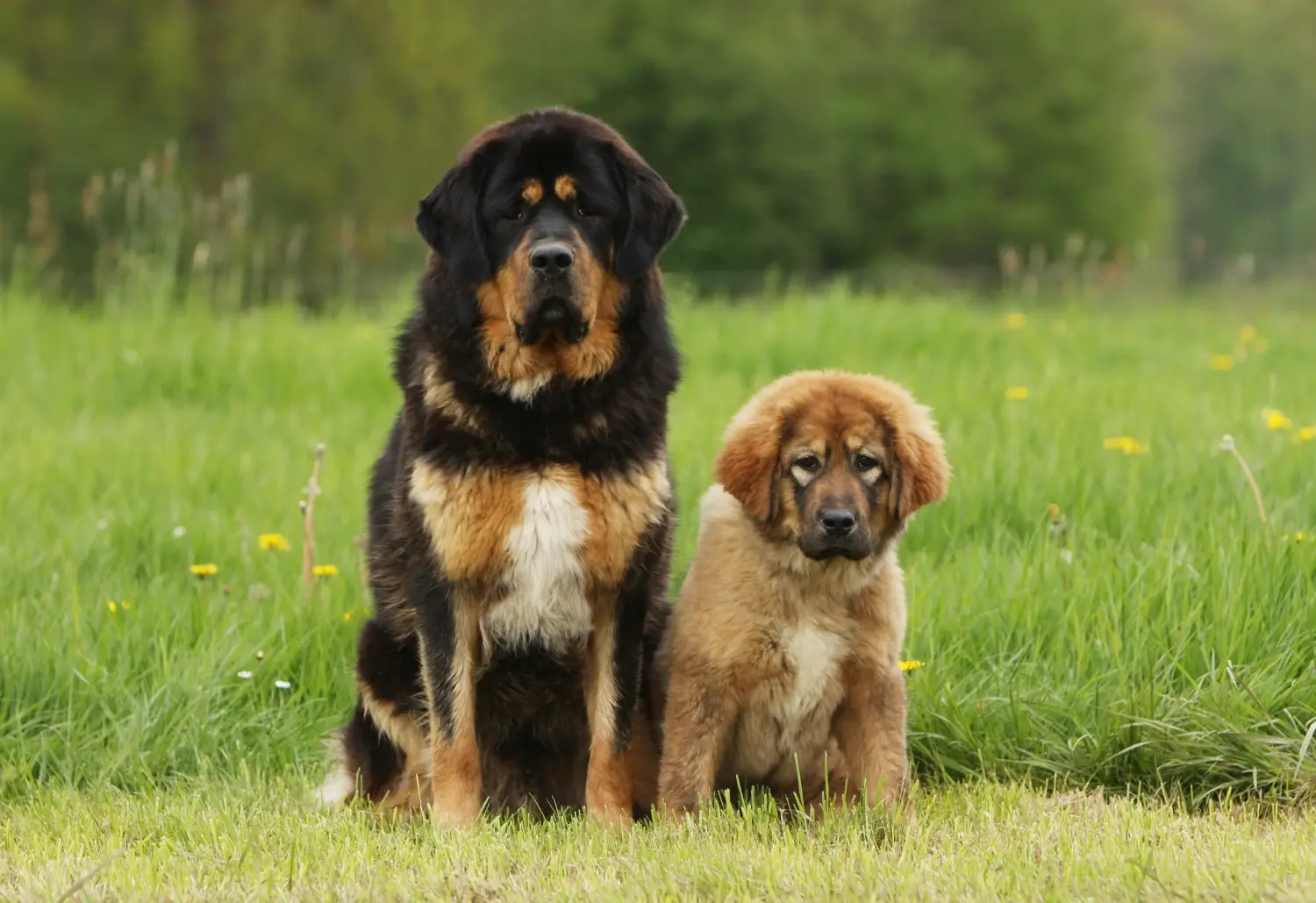 Buying a Tibetan Mastiff puppy means taking responsibility! Buy Tibetan Mastiff puppies.