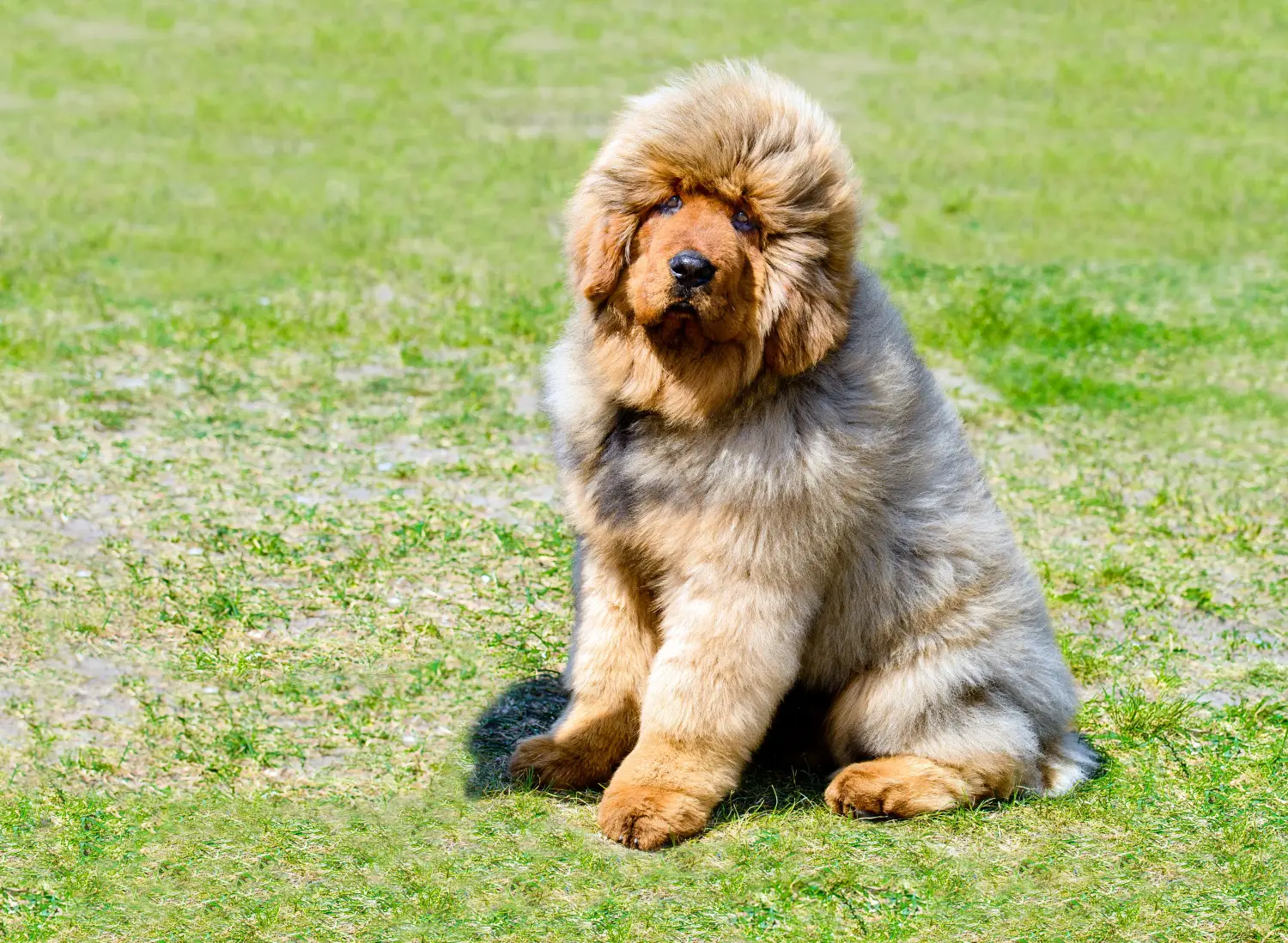 Buying a Tibetan Mastiff puppy means taking responsibility! Buy Tibetan Mastiff puppies.